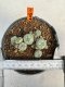 Lophophora williamsii 4-6 cm 10 years old seed ownroot flower seedling ロフォフォラ　烏羽玉　仔吹き サボテン