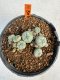 Lophophora williamsii 4-6 cm 10 years old seed ownroot flower seedling ロフォフォラ　烏羽玉　仔吹き サボテン