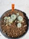Lophophora williamsii 4-6 cm 10 years old seed ownroot flower seedling ロフォフォラ　烏羽玉　仔吹き サボテン