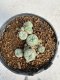 Lophophora williamsii 4-6 cm 10 years old seed ownroot flower seedling ロフォフォラ　烏羽玉　仔吹き サボテン