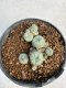 Lophophora williamsii 4-6 cm 10 years old seed ownroot flower seedling ロフォフォラ　烏羽玉　仔吹き サボテン
