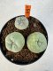 Lophophora williamsii diffusa 4-6 cm 10 years old seed ownroot flower seedling ロフォフォラ　烏羽玉　仔吹き サボテン