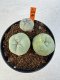 Lophophora williamsii diffusa 4-6 cm 10 years old seed ownroot flower seedling ロフォフォラ　烏羽玉　仔吹き サボテン