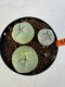 Lophophora williamsii diffusa 4-6 cm 10 years old seed ownroot flower seedling ロフォフォラ　烏羽玉　仔吹き サボテン