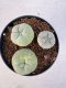 Lophophora williamsii diffusa 4-6 cm 10 years old seed ownroot flower seedling ロフォフォラ　烏羽玉　仔吹き サボテン