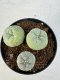 Lophophora williamsii diffusa 4-6 cm 10 years old seed ownroot flower seedling ロフォフォラ　烏羽玉　仔吹き サボテン