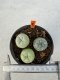 Lophophora williamsii diffusa 4-6 cm 10 years old seed ownroot flower seedling ロフォフォラ　烏羽玉　仔吹き サボテン