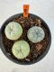 Lophophora williamsii diffusa 4-6 cm 10 years old seed ownroot flower seedling ロフォフォラ　烏羽玉　仔吹き サボテン