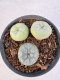 Lophophora williamsii diffusa 4-6 cm 10 years old seed ownroot flower seedling ロフォフォラ　烏羽玉　仔吹き サボテン