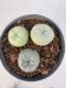 Lophophora williamsii diffusa 4-6 cm 10 years old seed ownroot flower seedling ロフォフォラ　烏羽玉　仔吹き サボテン