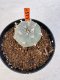 Lophophora williamsii 4-6 cm 10 years old seed ownroot flower seedling ロフォフォラ　烏羽玉　仔吹き サボテン