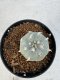 Lophophora williamsii 4-6 cm 10 years old seed ownroot flower seedling ロフォフォラ　烏羽玉　仔吹き サボテン