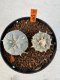 Lophophora williamsii 4-6 cm 10 years old seed ownroot flower seedling ロフォフォラ　烏羽玉　仔吹き サボテン