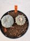 Lophophora williamsii 4-6 cm 10 years old seed ownroot flower seedling ロフォフォラ　烏羽玉　仔吹き サボテン