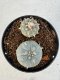 Lophophora williamsii 4-6 cm 10 years old seed ownroot flower seedling ロフォフォラ　烏羽玉　仔吹き サボテン