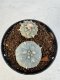 Lophophora williamsii 4-6 cm 10 years old seed ownroot flower seedling ロフォフォラ　烏羽玉　仔吹き サボテン