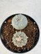 Lophophora williamsii 4-6 cm 10 years old seed ownroot flower seedling ロフォフォラ　烏羽玉　仔吹き サボテン