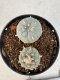 Lophophora williamsii 4-6 cm 10 years old seed ownroot flower seedling ロフォフォラ　烏羽玉　仔吹き サボテン