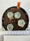 Lophophora williamsii 4-6 cm 10 years old seed ownroot flower seedling ロフォフォラ　烏羽玉　仔吹き サボテン