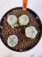 Lophophora williamsii 4-6 cm 10 years old seed ownroot flower seedling ロフォフォラ　烏羽玉　仔吹き サボテン