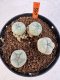 Lophophora williamsii 4-6 cm 10 years old seed ownroot flower seedling ロフォフォラ　烏羽玉　仔吹き サボテン