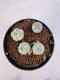 Lophophora williamsii 4-6 cm 10 years old seed ownroot flower seedling ロフォフォラ　烏羽玉　仔吹き サボテン