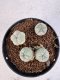 Lophophora williamsii 4-6 cm 10 years old seed ownroot flower seedling ロフォフォラ　烏羽玉　仔吹き サボテン