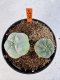 Lophophora williamsii 4-6 cm 10 years old seed ownroot flower seedling ロフォフォラ　烏羽玉　仔吹き サボテン