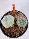 Lophophora williamsii 4-6 cm 10 years old seed ownroot flower seedling ロフォフォラ　烏羽玉　仔吹き サボテン