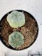 Lophophora williamsii 4-6 cm 10 years old seed ownroot flower seedling ロフォフォラ　烏羽玉　仔吹き サボテン