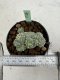 Lophophora Fricii Cristata 4-6 cm 10 years old seed ownroot flower seedling ロフォフォラ　烏羽玉　仔吹き サボテン