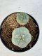 Lophophora williamsii 4-6 cm 10 years old seed ownroot flower seedling ロフォフォラ　烏羽玉　仔吹き サボテン