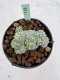 Lophophora Fricii Cristata 4-6 cm 10 years old seed ownroot flower seedling ロフォフォラ　烏羽玉　仔吹き サボテン