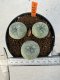 Lophophora williamsii 4-6 cm 10 years old seed ownroot flower seedling ロフォフォラ　烏羽玉　仔吹き サボテン