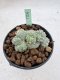 Lophophora Fricii Cristata 4-6 cm 10 years old seed ownroot flower seedling ロフォフォラ　烏羽玉　仔吹き サボテン