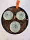 Lophophora williamsii 4-6 cm 10 years old seed ownroot flower seedling ロフォフォラ　烏羽玉　仔吹き サボテン