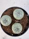 Lophophora williamsii 4-6 cm 10 years old seed ownroot flower seedling ロフォフォラ　烏羽玉　仔吹き サボテン