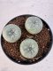 Lophophora williamsii 4-6 cm 10 years old seed ownroot flower seedling ロフォフォラ　烏羽玉　仔吹き サボテン