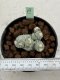 Lophophora Fricii Cristata 4-6 cm 10 years old seed ownroot flower seedling ロフォフォラ　烏羽玉　仔吹き サボテン