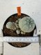 Lophophora williamsii 4-6 cm 10 years old seed ownroot flower seedling ロフォフォラ　烏羽玉　仔吹き サボテン