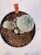 Lophophora williamsii 4-6 cm 10 years old seed ownroot flower seedling ロフォフォラ　烏羽玉　仔吹き サボテン