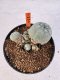 Lophophora williamsii 4-6 cm 10 years old seed ownroot flower seedling ロフォフォラ　烏羽玉　仔吹き サボテン