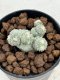 Lophophora Fricii Cristata 4-6 cm 10 years old seed ownroot flower seedling ロフォフォラ　烏羽玉　仔吹き サボテン