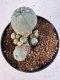 Lophophora williamsii 4-6 cm 10 years old seed ownroot flower seedling ロフォフォラ　烏羽玉　仔吹き サボテン