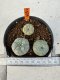 Lophophora williamsii 4-6 cm 10 years old seed ownroot flower seedling ロフォフォラ　烏羽玉　仔吹き サボテン