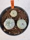 Lophophora williamsii 4-6 cm 10 years old seed ownroot flower seedling ロフォフォラ　烏羽玉　仔吹き サボテン