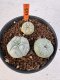 Lophophora williamsii 4-6 cm 10 years old seed ownroot flower seedling ロフォフォラ　烏羽玉　仔吹き サボテン