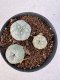 Lophophora williamsii 4-6 cm 10 years old seed ownroot flower seedling ロフォフォラ　烏羽玉　仔吹き サボテン