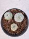 Lophophora williamsii 4-6 cm 10 years old seed ownroot flower seedling ロフォフォラ　烏羽玉　仔吹き サボテン