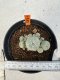 Lophophora williamsii 4-6 cm 10 years old seed ownroot flower seedling ロフォフォラ　烏羽玉　仔吹き サボテン